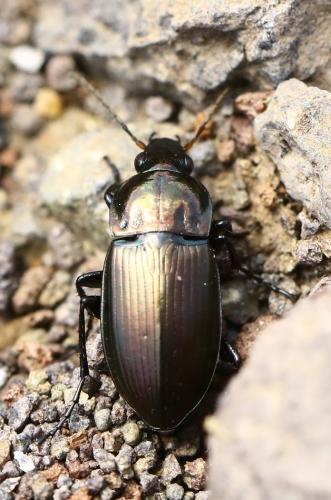 Réf. 249 138 : Poecilus versicolor